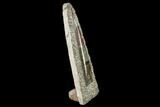 Fossil Orthoceras Sculpture - Tall - Morocco #136413-1